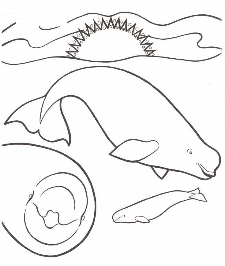 Pesci 2 disegni per bambini da colorare for Disegni pesci da colorare e stampare per bambini