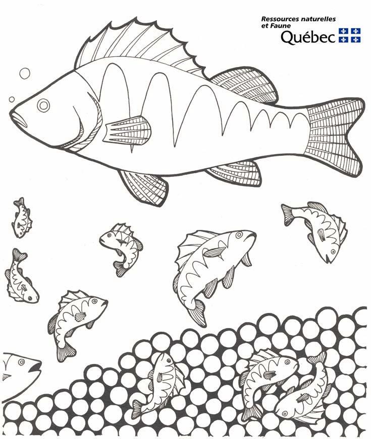 Pesci 3 disegni per bambini da colorare for Immagini di pesci da colorare per bambini