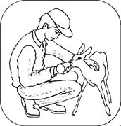 bambina che allatta un agnellino
