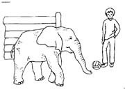 bambino con elefante